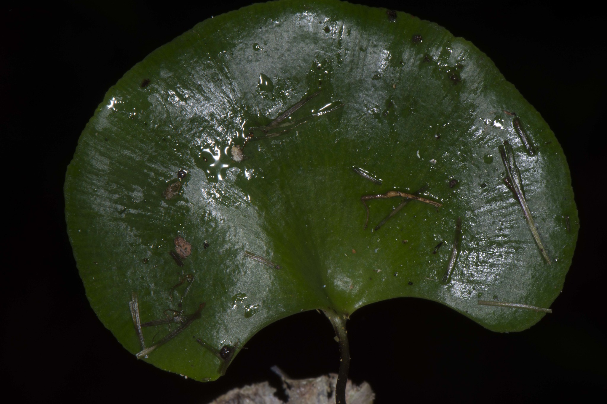 Pterozonium reniforme