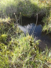 Carex borealipolaris