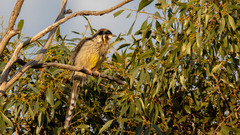 Anthochaera paradoxa