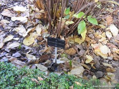 Calycanthus floridus glaucus