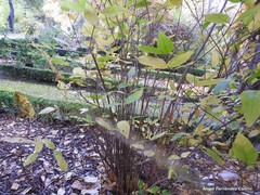 Calycanthus floridus glaucus