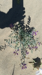 Astragalus lentiginosus borreganus