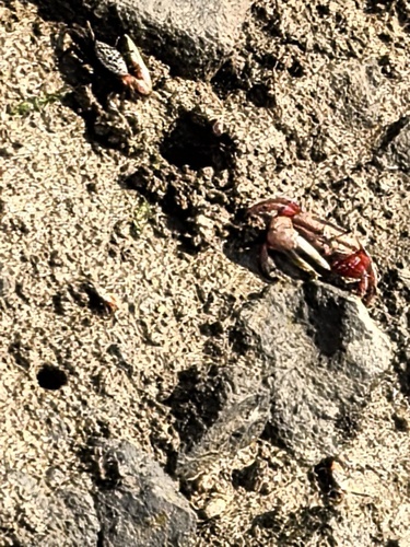 Bowed Fiddler Crab