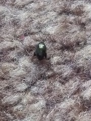Coleoptera