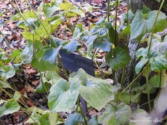 Cocculus laurifolius