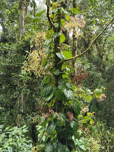 climbing sorrel