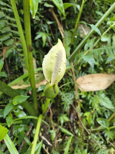 Xanthosoma mexicanum