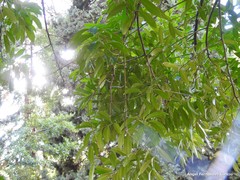 Cocculus laurifolius