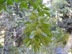 Cocculus laurifolius