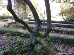 Cocculus laurifolius