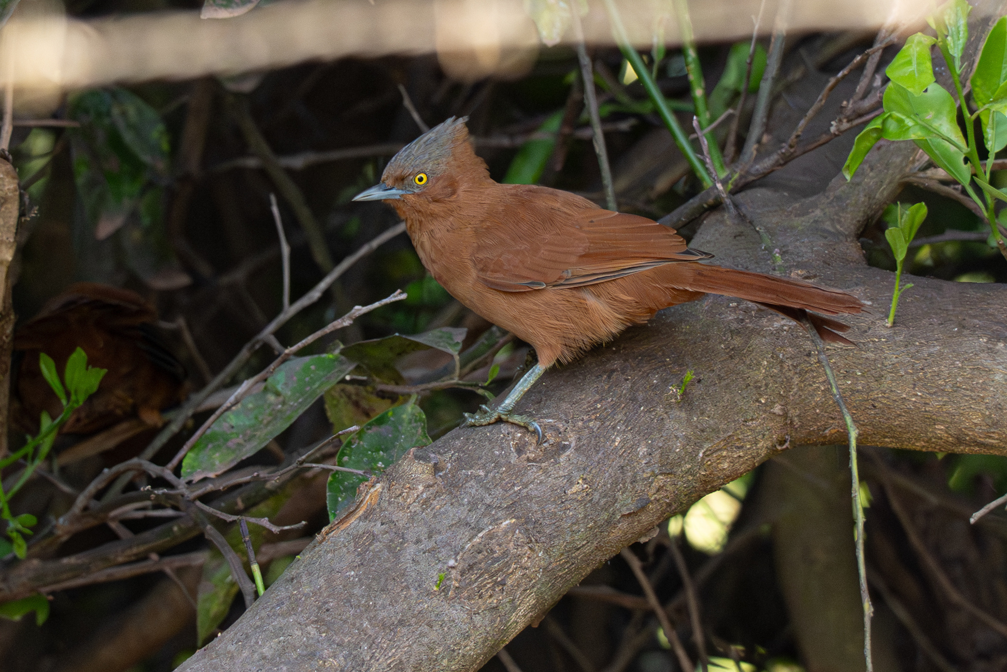 Grey-crested Cacholote (Pseudoseisura unirufa), photo 6