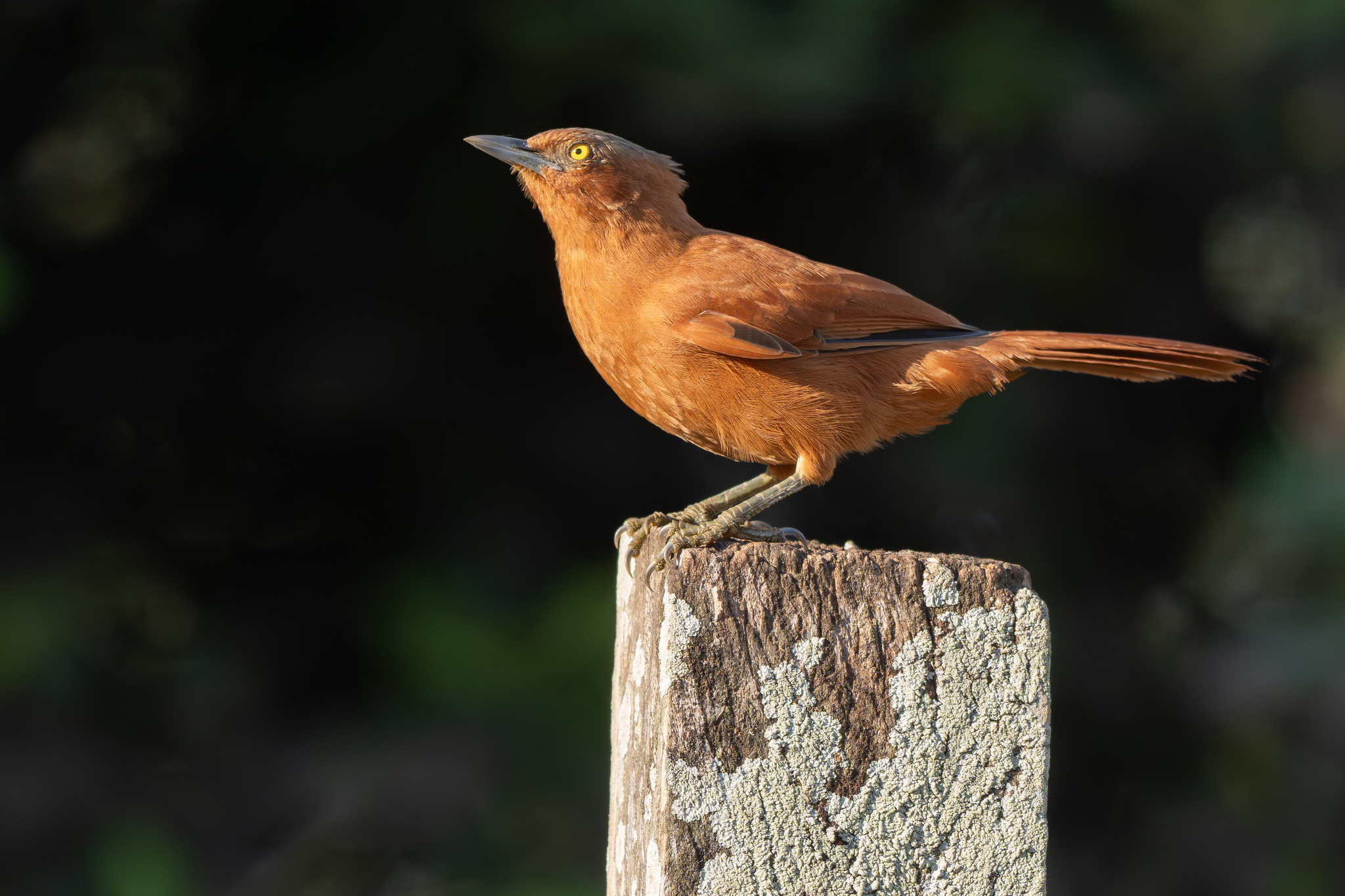 Grey-crested Cacholote (Pseudoseisura unirufa), photo 7