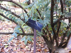 Berberis napaulensis