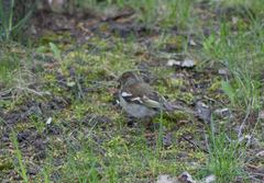 Fringilla coelebs