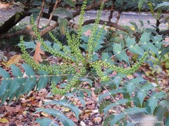 Berberis napaulensis