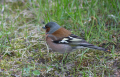 Fringilla coelebs