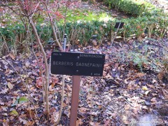Berberis gagnepainii