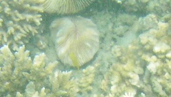 Elongate Mushroom Coral