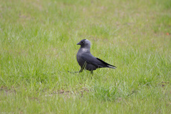 Corvus monedula