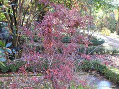 Berberis gagnepainii