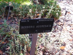 Berberis aggregata