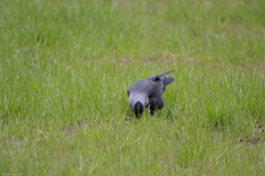 Corvus monedula