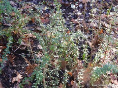 Berberis aggregata