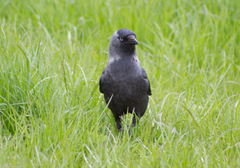 Corvus monedula