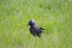 Corvus monedula