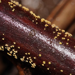 Lachnum pteridophyllum