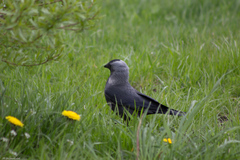Corvus monedula