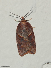 Acleris maccana