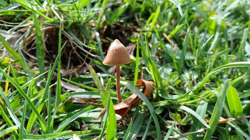 Psilocybe mexicana