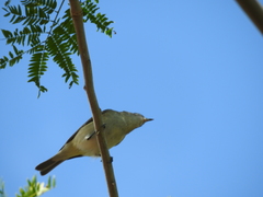 Vireo plumbeus