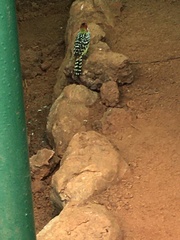 Trachyphonus erythrocephalus