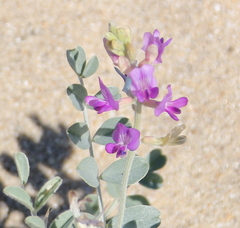 Astragalus lentiginosus borreganus