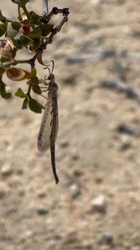 Clathroneuria coquilletti