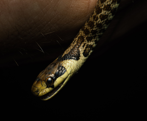Aesculapian Snake