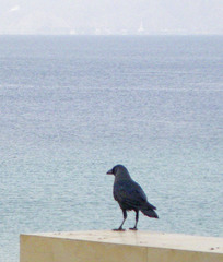 Corvus splendens