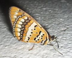 Byblia
