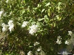 Podachaenium eminens