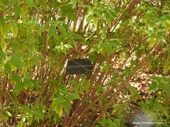 Podachaenium eminens