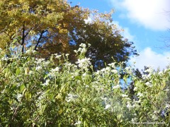 Podachaenium eminens