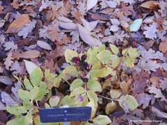 Paeonia mascula