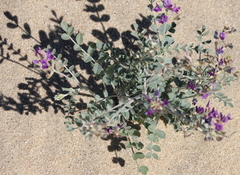 Astragalus lentiginosus borreganus