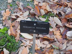 Minuartia recurva