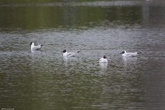 Chroicocephalus ridibundus