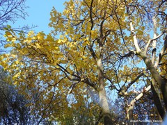Cercis chinensis