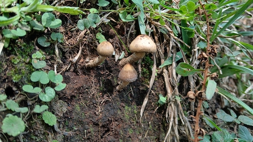 drunken mushroom