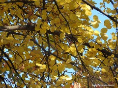 Cercis chinensis